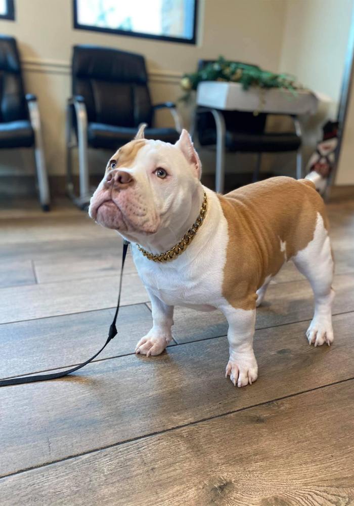 A brown and white bulldog standing on a hardwood floor
