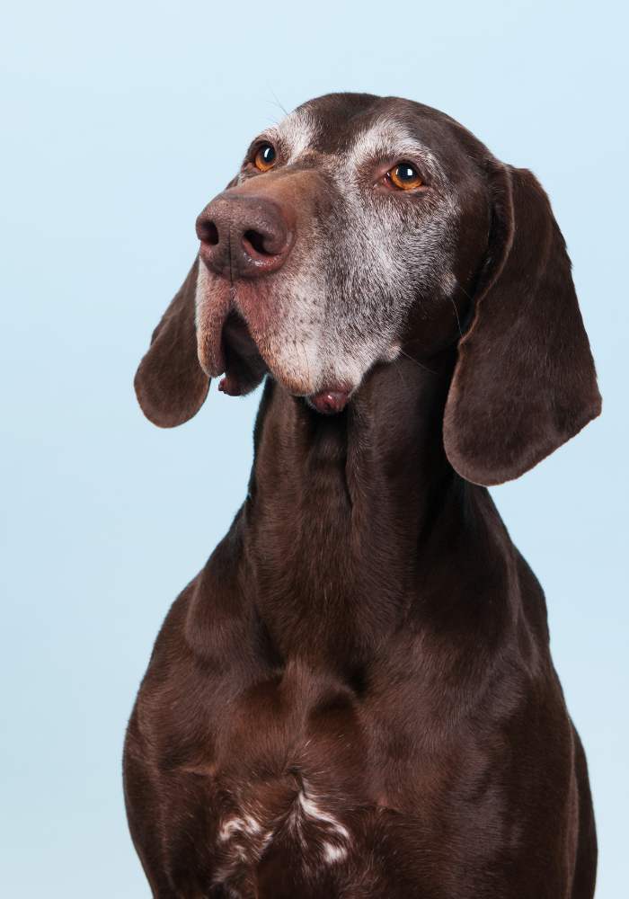 A dog sitting in front of a blue background