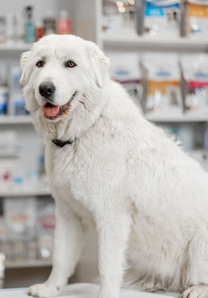 A dog sitting on top of a counter in a pharmacy