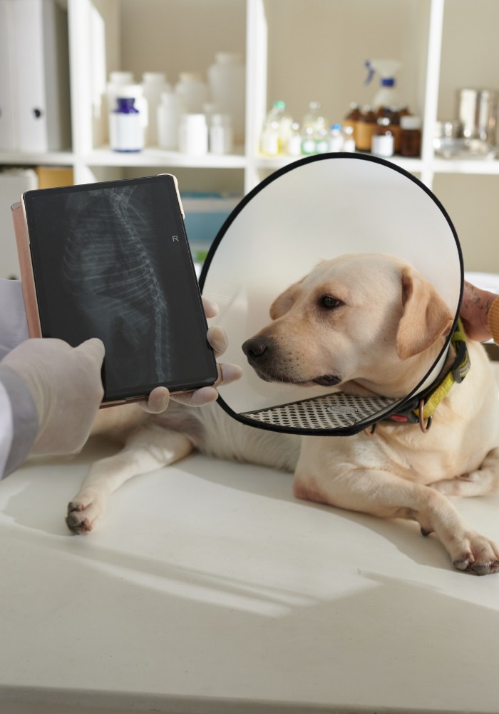 A dog with a cone on its head is being examined by a vet