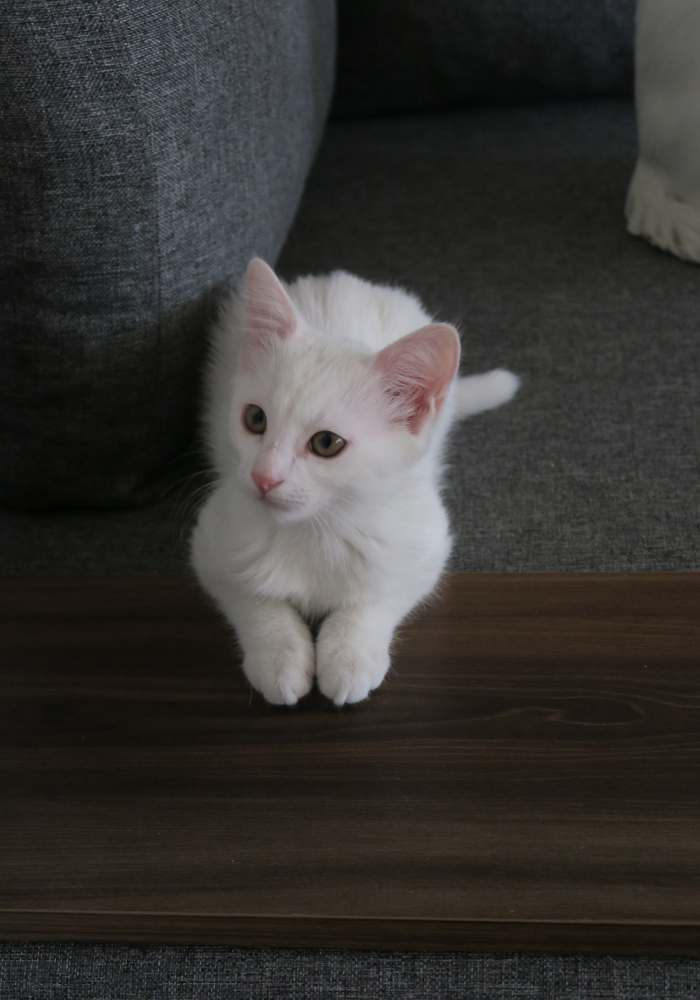 A kitten sitting on top of a wooden table