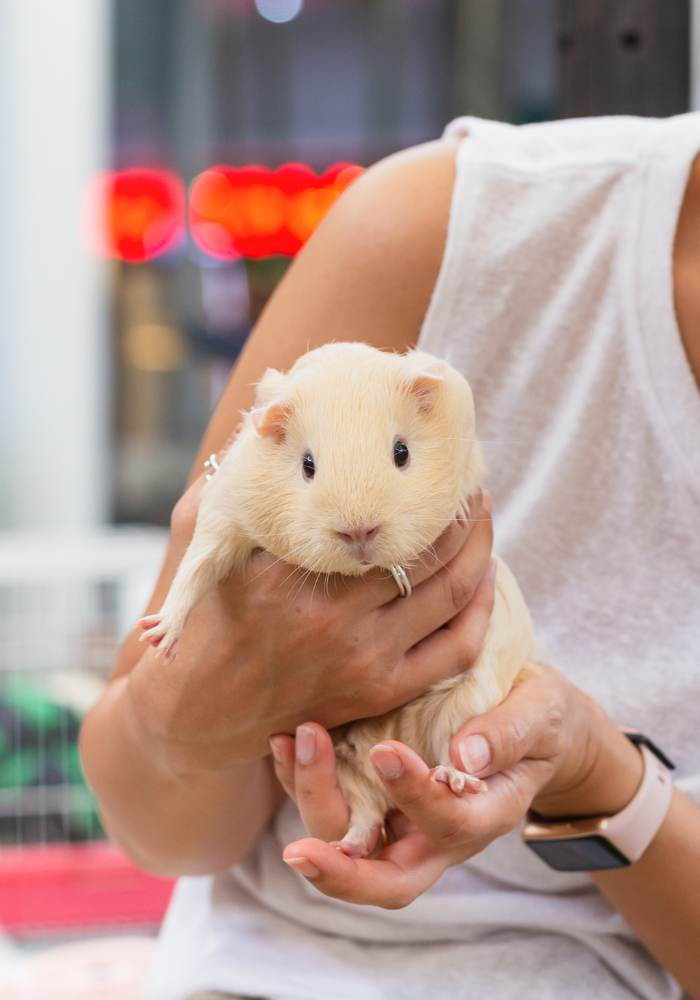 A person holding a small guinea in their hands