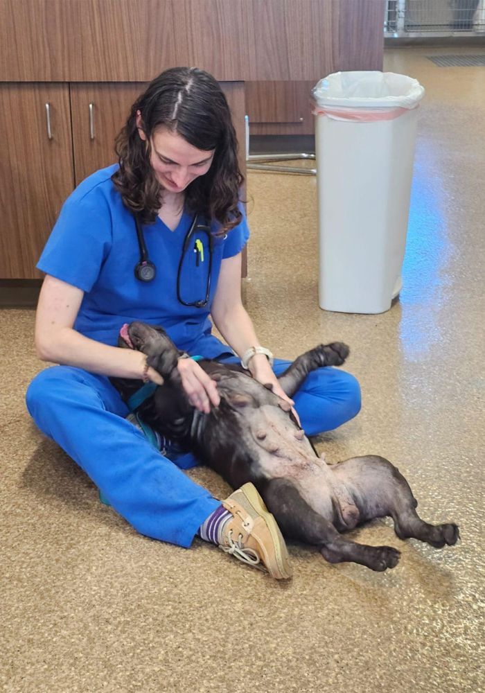 A person in scrubs petting a dog on the floor