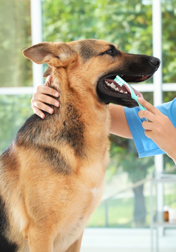 A person is brushing the teeth of a german shepard