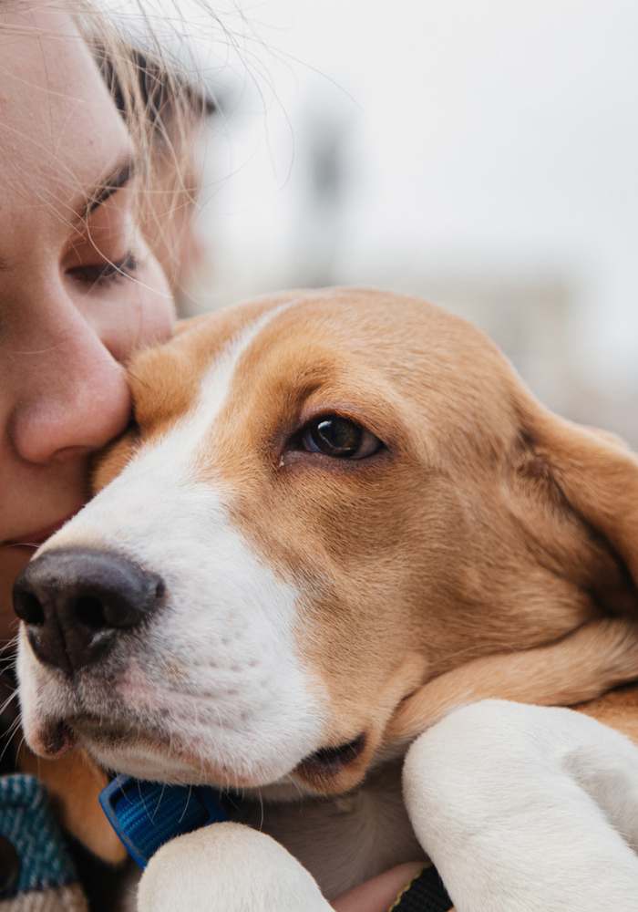 A person is holding a beagle dog in their arms