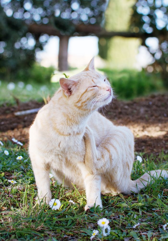 An orange cat sitting in the grass with its back to the camera