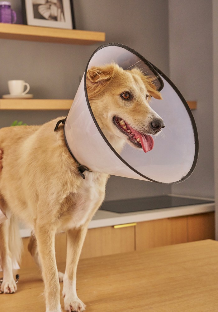 Happy light brown dog wearing a protective cone