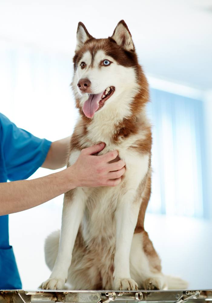 Siberian Husky with blue eyes sitting on a veterinary exam table