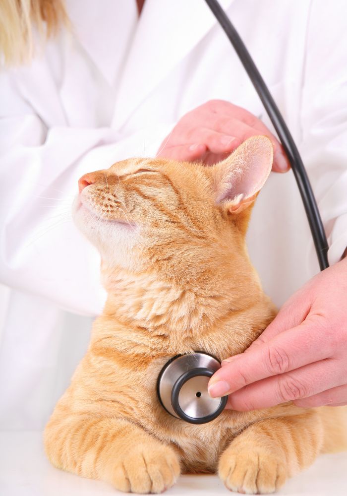 a cat being examined by a doctor with a stethoscope