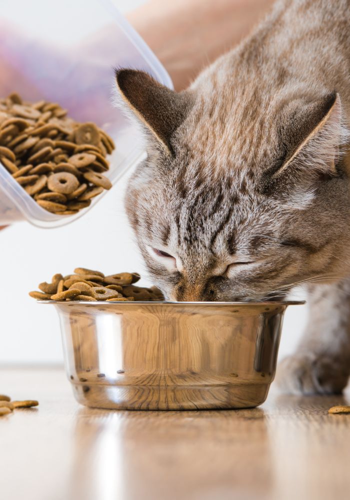 a cat eating from a bowl of food in front of a person