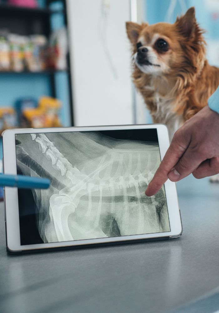 a chihuahua looking at an x - ray on a tablet