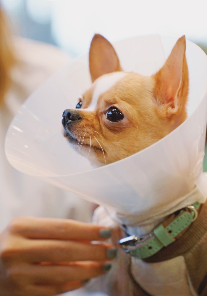 a chihuahua wearing a cone on its head
