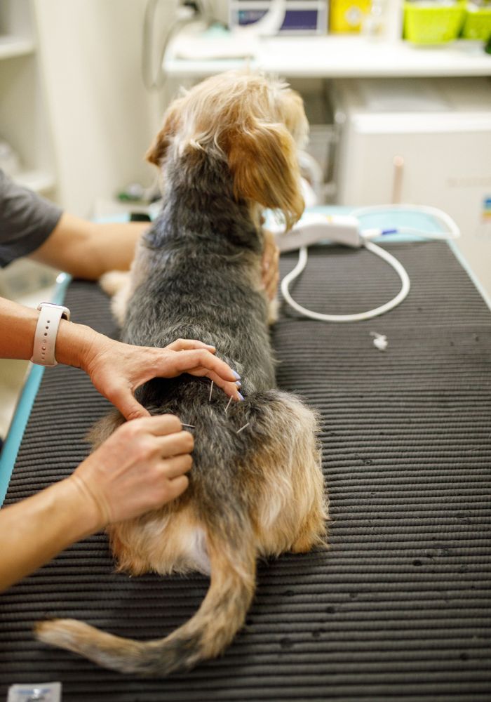 a dog being examined by a vet