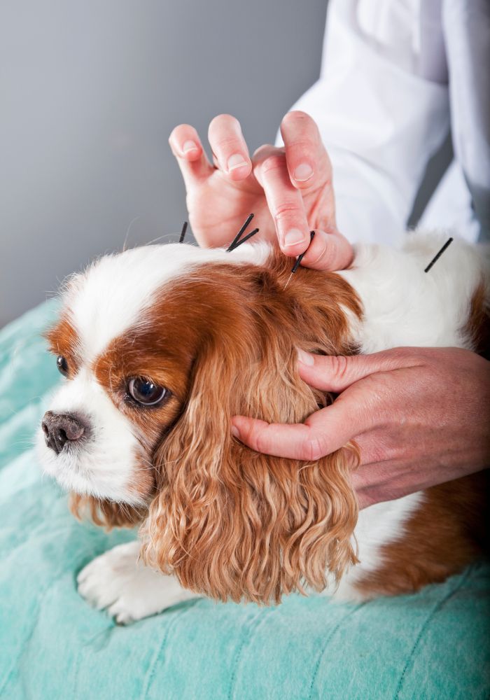 a dog being given an acupressure treatment