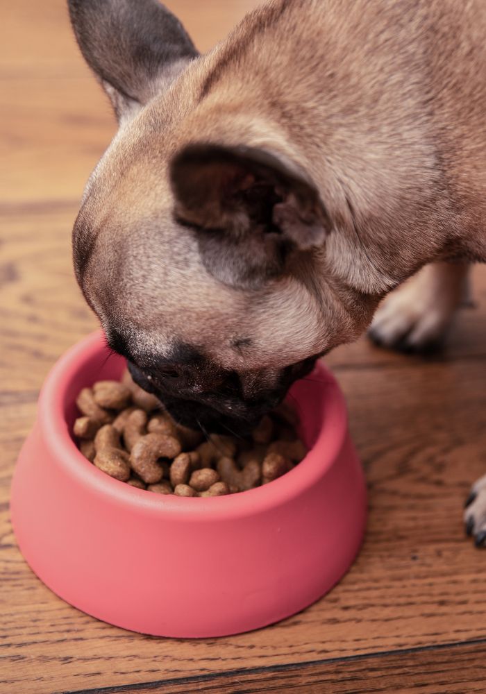 a dog eating out of a pink bowl on a wooden floor