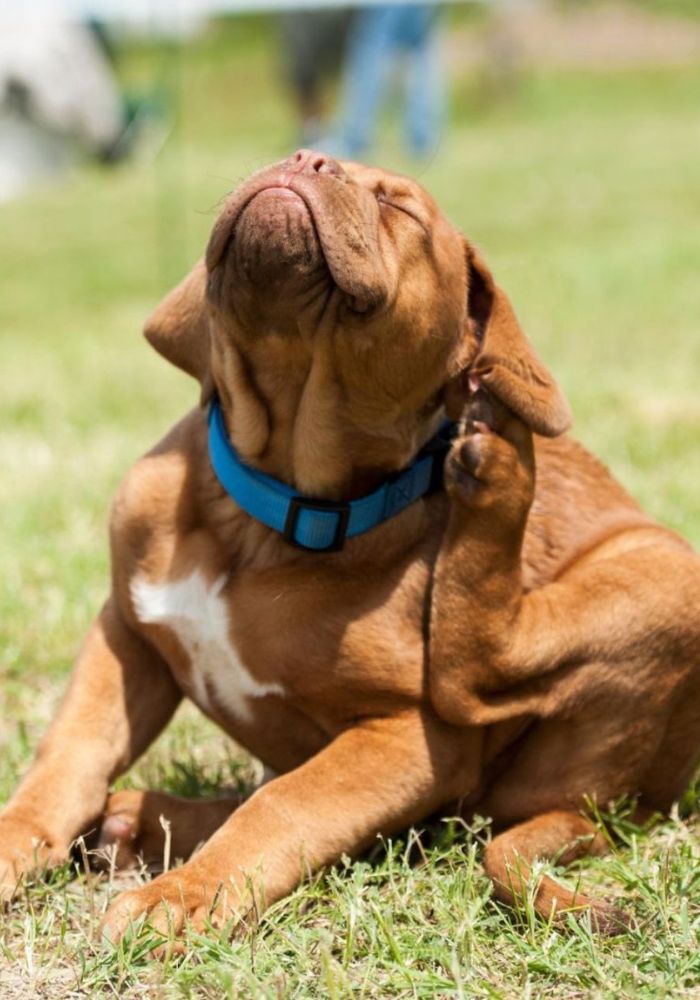 a dog sitting on the grass with its head up