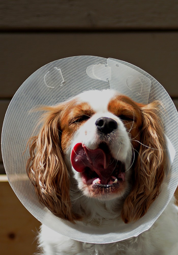 a dog wearing a cone on its head