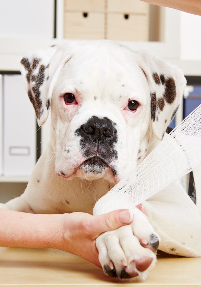 a dog with a bandage on its paw