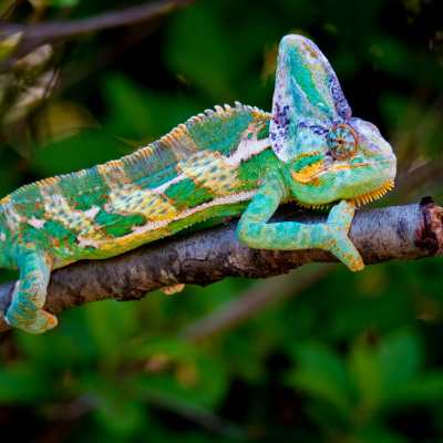 a green and white chamelon is sitting on a branch