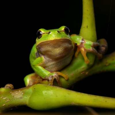 a green frog sitting on top of a plant