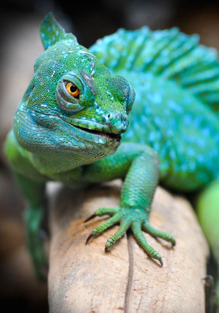 a green lizard sitting on top of a log