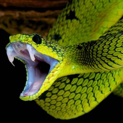 a green snake with its mouth open