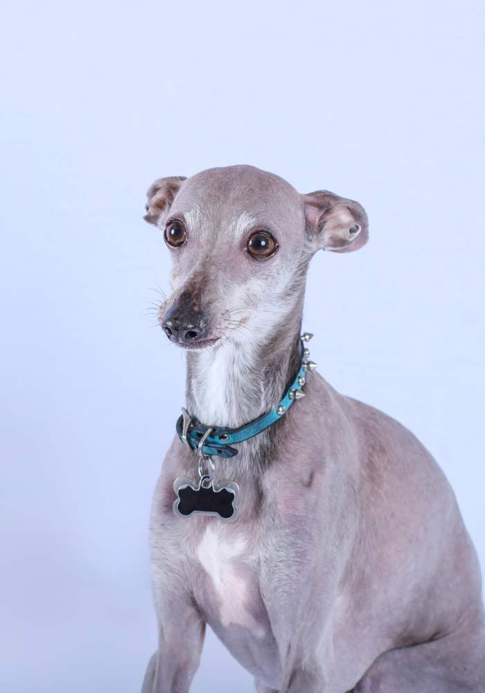 a grey dog with a blue collar sitting in front of a white background