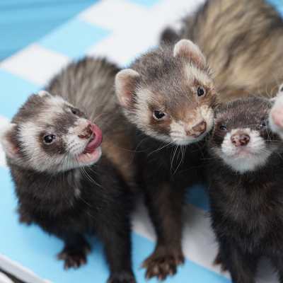 a group of ferrets looking at the camera