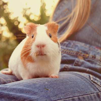 a guinea pig sitting on a person's lap