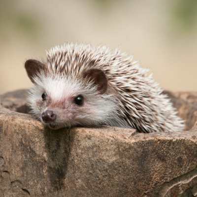 a hedgehog peeking out from a hole in a tree