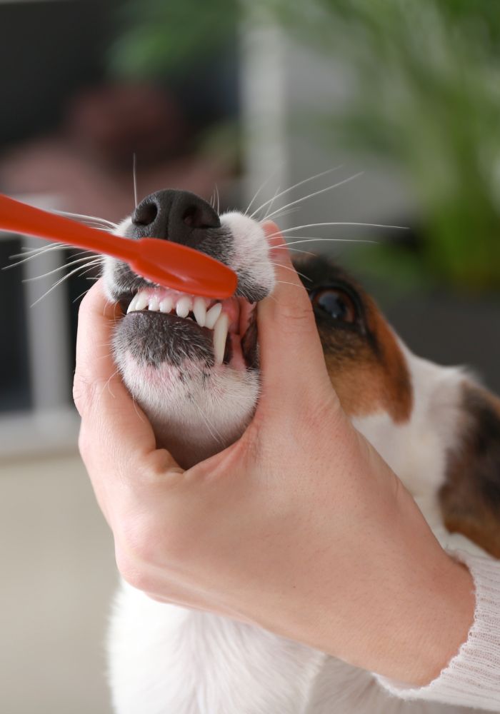 a person brushing a dog's teeth with an orange toothbrush