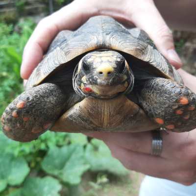 a person holding a turtle in their hands