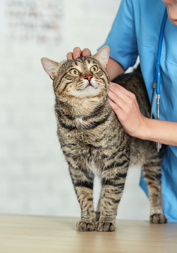 a person in a blue shirt is petting a cat
