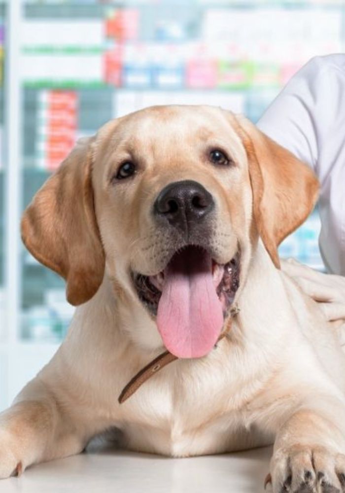 a person in a white lab coat is holding a dog