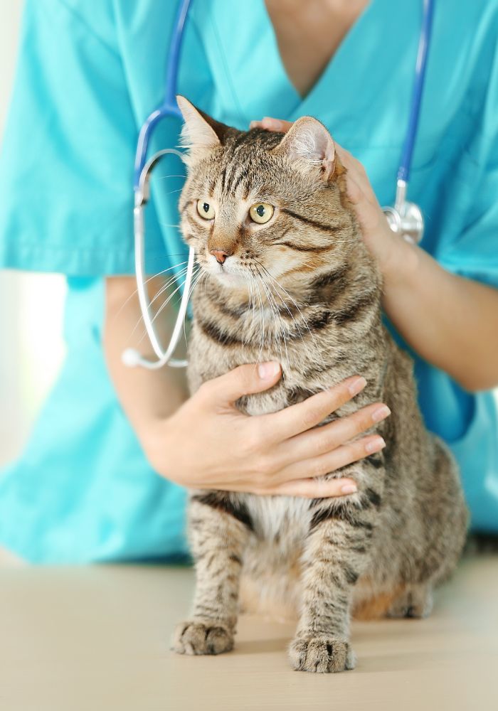 a person in blue scrubs is petting a cat with a stethoscope