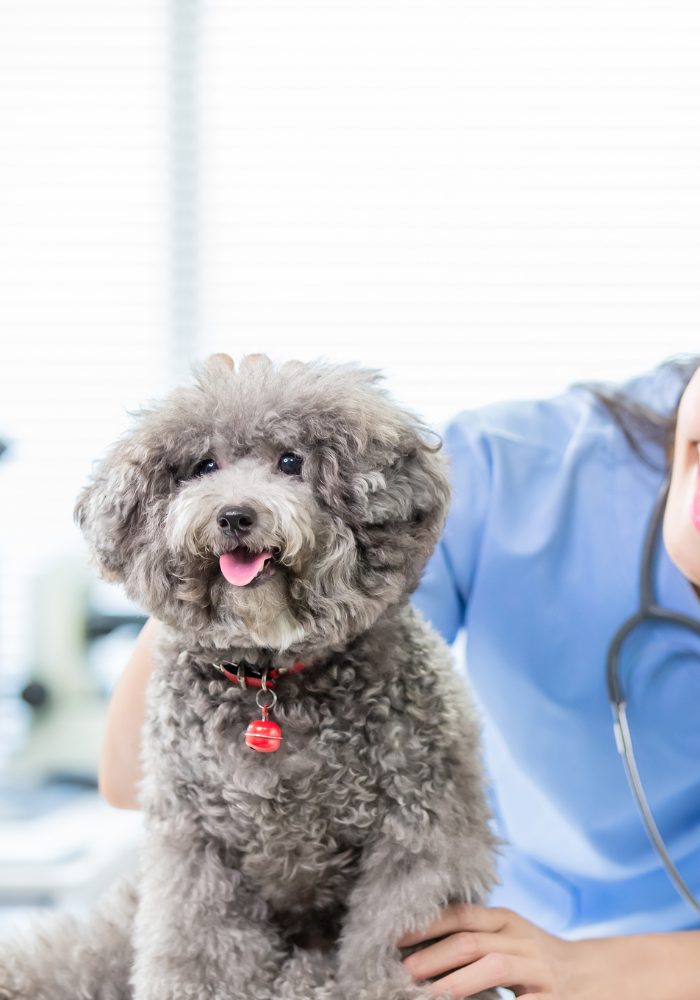 a person in blue scrubs is petting a gray poodle