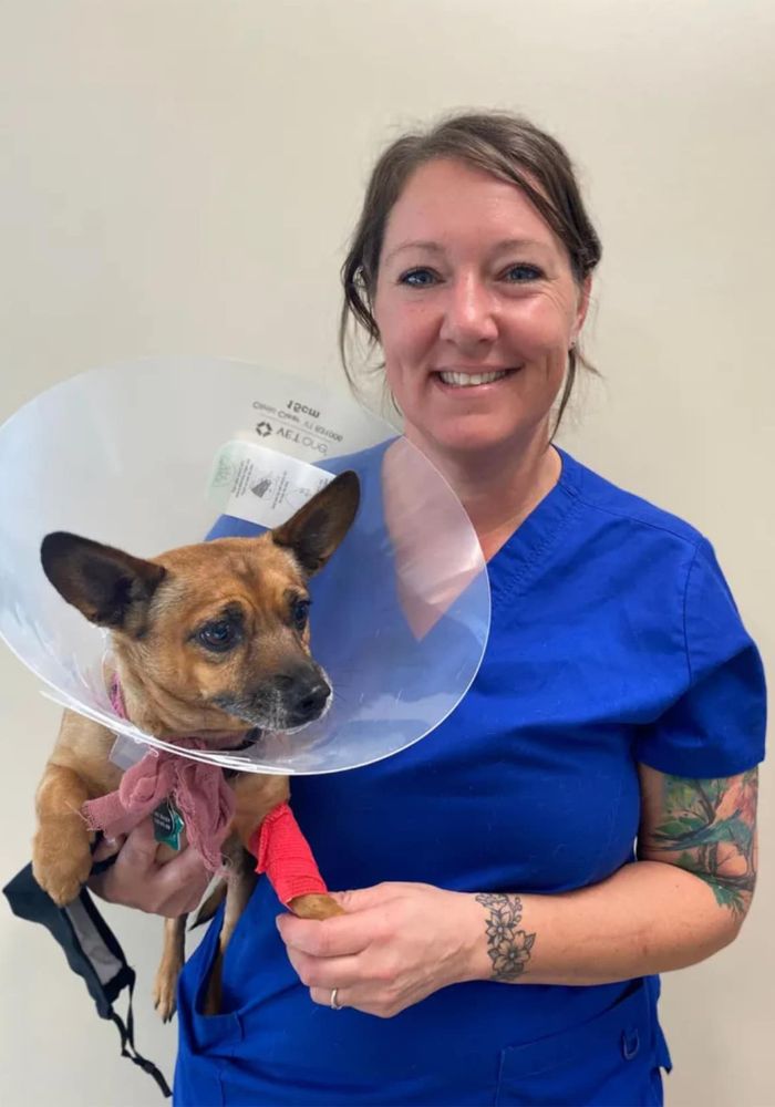a person in scrubs holding a dog with a cone on its head