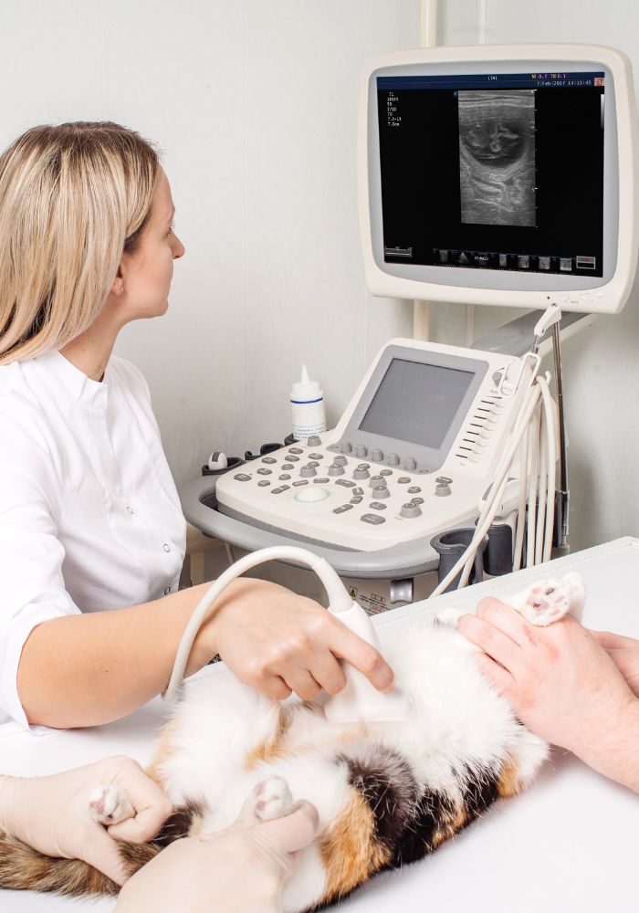 a person is examining a cat on an ultrasound machine