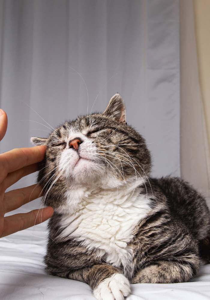 a person petting a cat on a bed