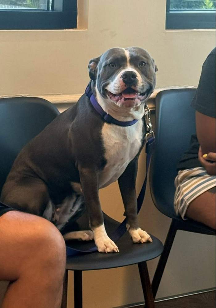 a person sitting on a chair with a dog sitting next to them