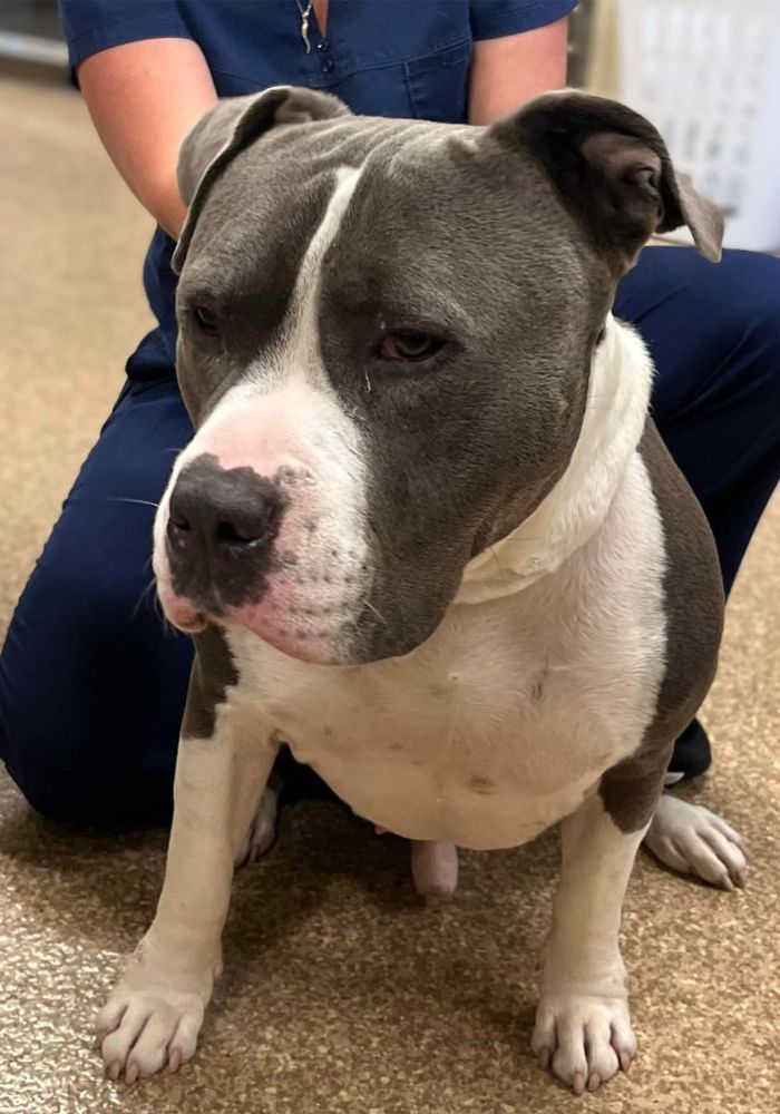 a pit bull is sitting on the floor next to a person