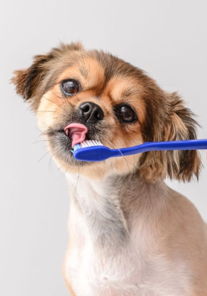 a small dog is brushing its teeth with a blue toothbrush