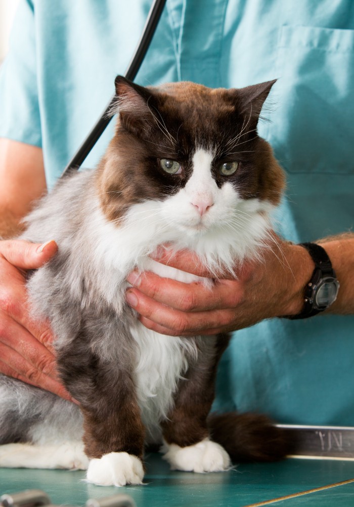 a vet examining a cat with a stethoscope