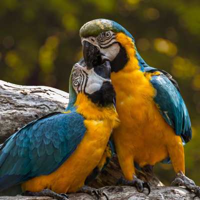 two blue and yellow parrots sitting on top of each other