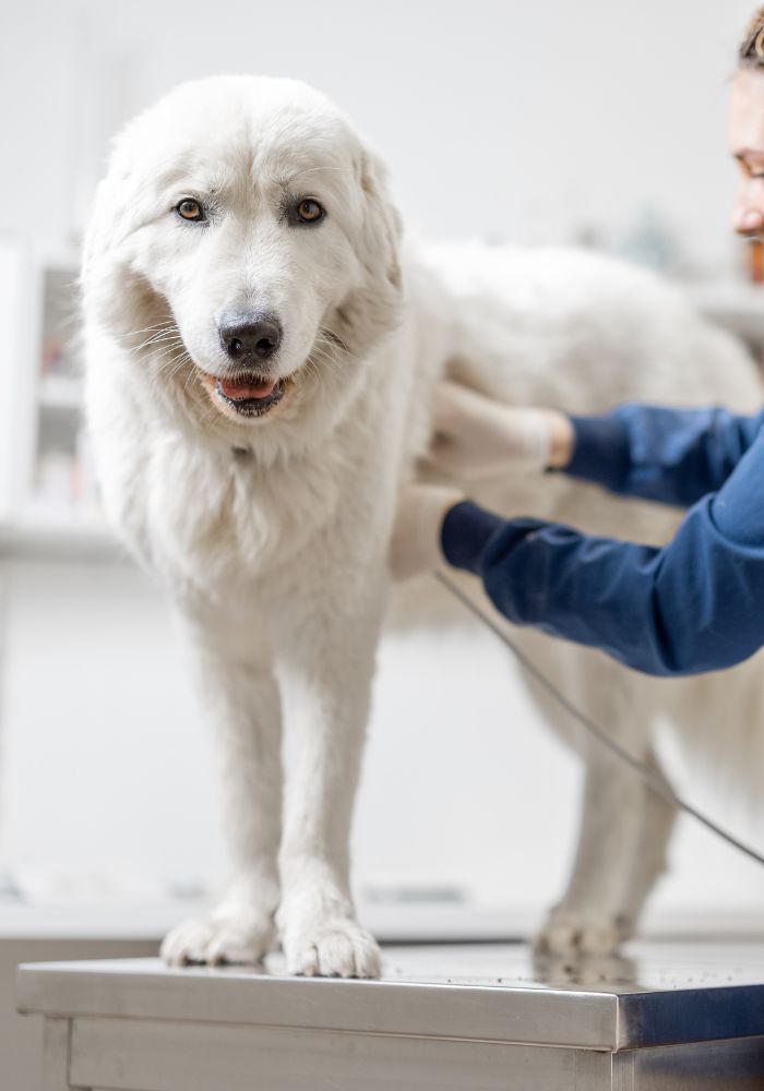 veterinarian examining a large white dog