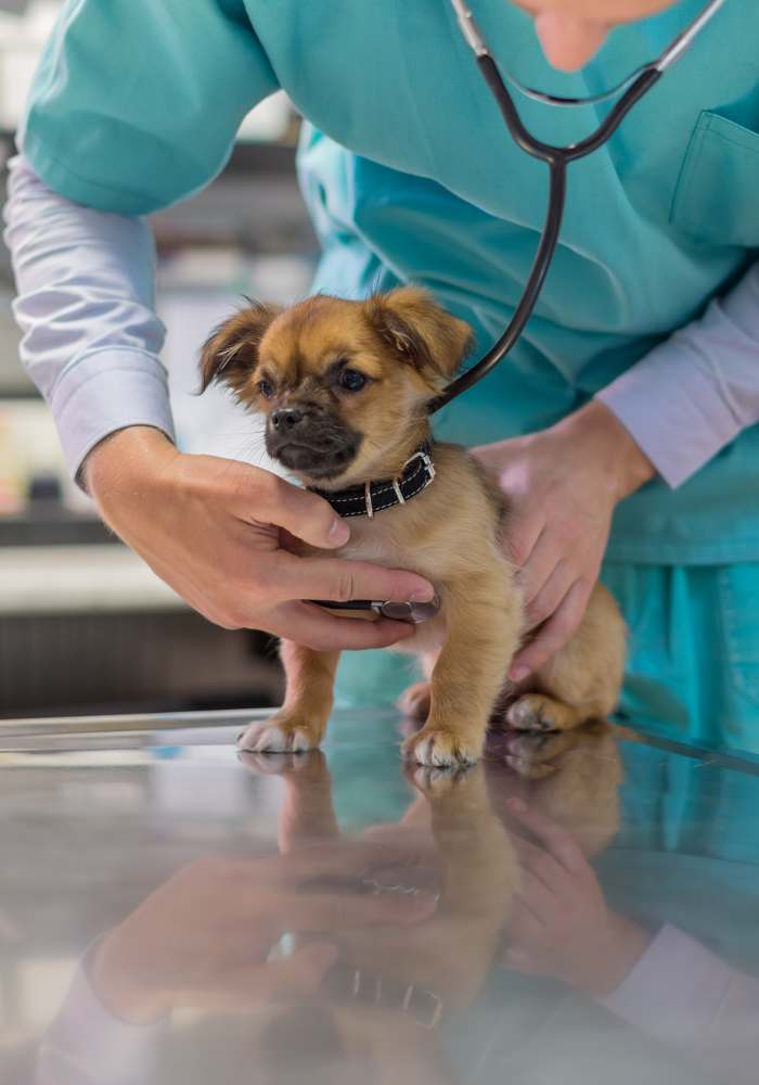 veterinarian examining a small dog at a veterinary clinic