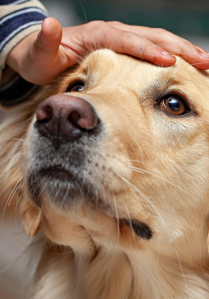a golden retriever wearing a doctor's coat